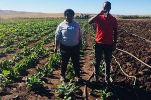 WSU Greenfields Farming Project organic farming 2